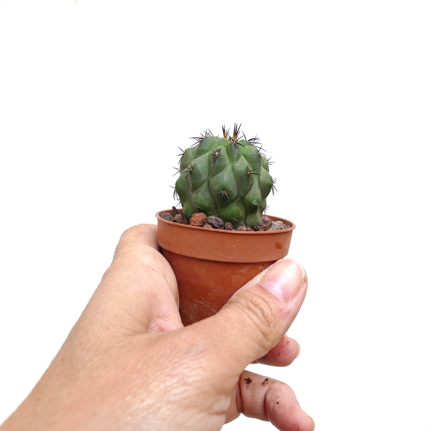 Copiapoa cinerea FORM NUDA X hypogaea SPU99