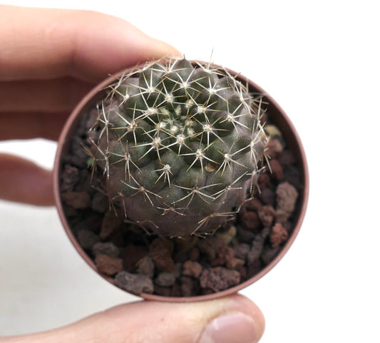 Copiapoa tenuissima X humilis C128A