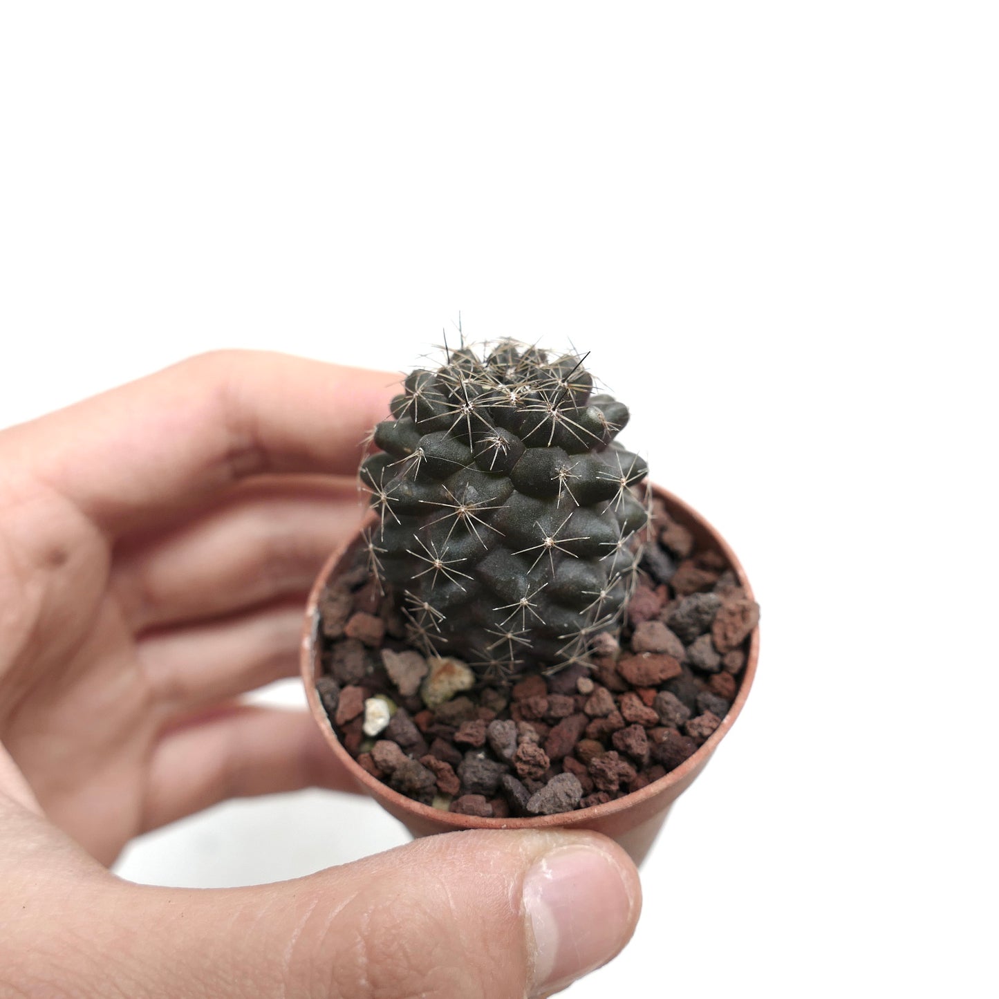 Copiapoa humilis MA029