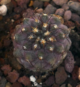 Copiapoa columna-alba X cinerea 44N4