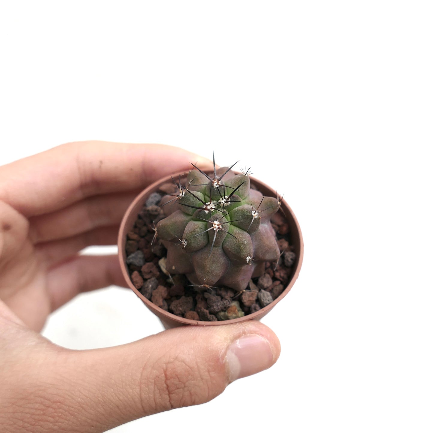 Copiapoa cinerea KIKKO x griseoviolacea AU4