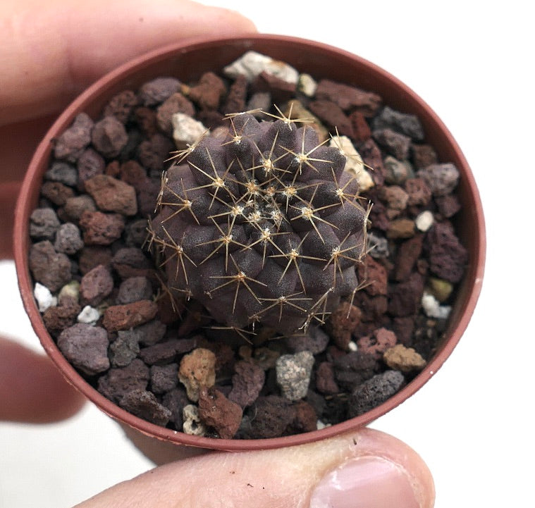 Copiapoa humilis X serpentisulcata A08