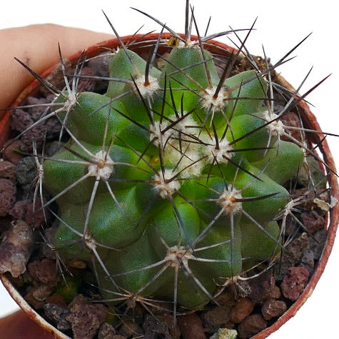 Copiapoa atacamensis X fiedleriana 010