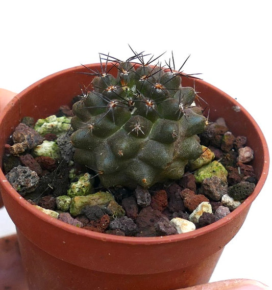 Copiapoa atacamensis DZQ61