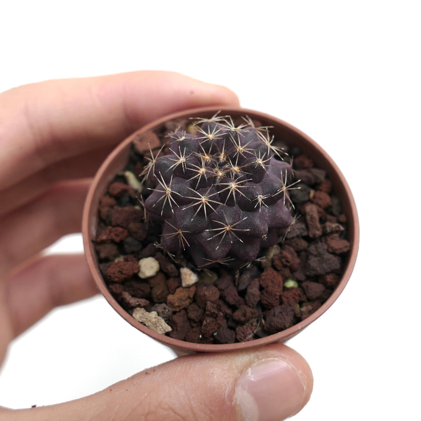 Copiapoa tenuissima SAB2