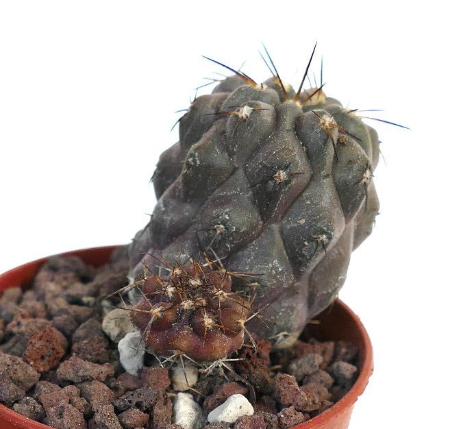 Copiapoa cinerea X serpentisulcata 109SAB