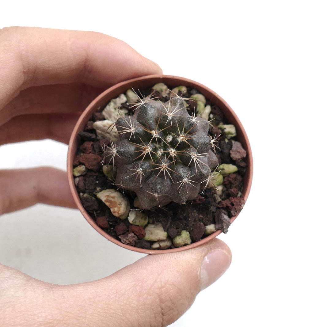 Copiapoa goldii JKF18