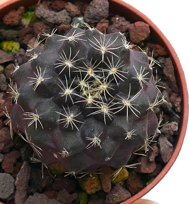 Copiapoa serpentisulcata FF2