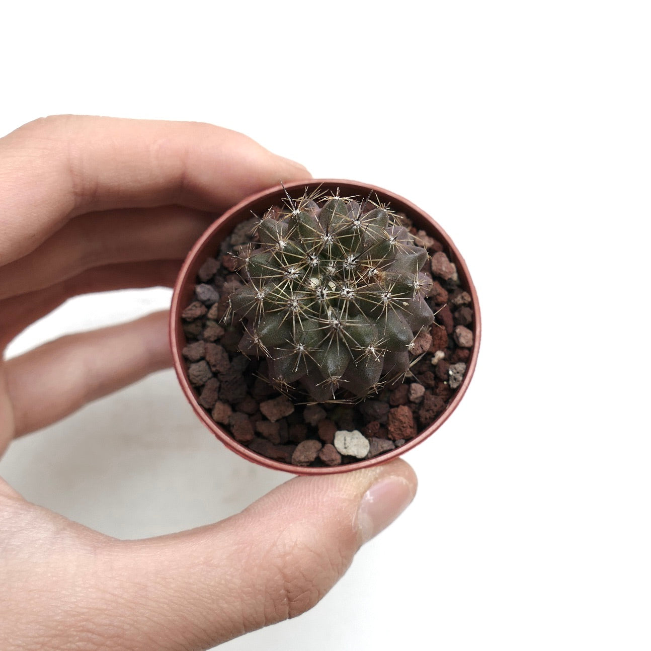 Copiapoa humilis XY954