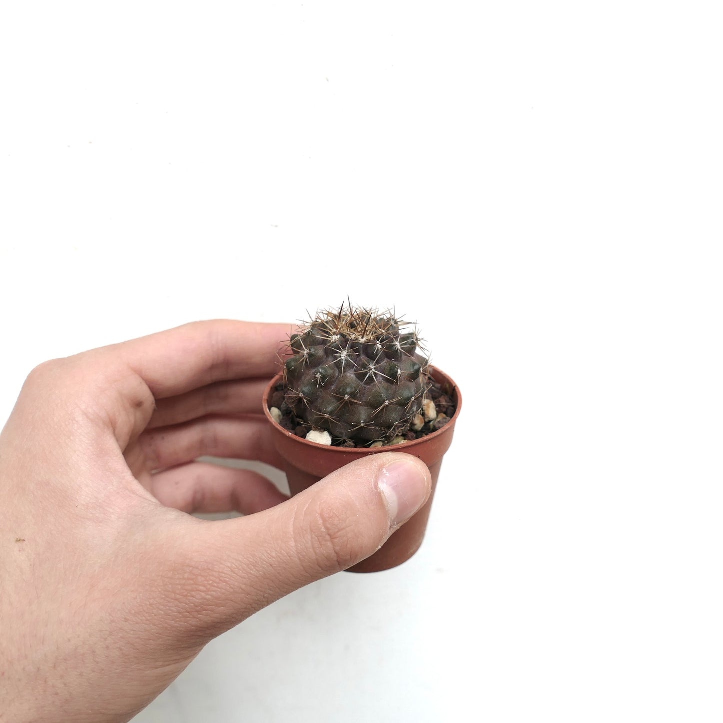 Copiapoa serpentisulcata