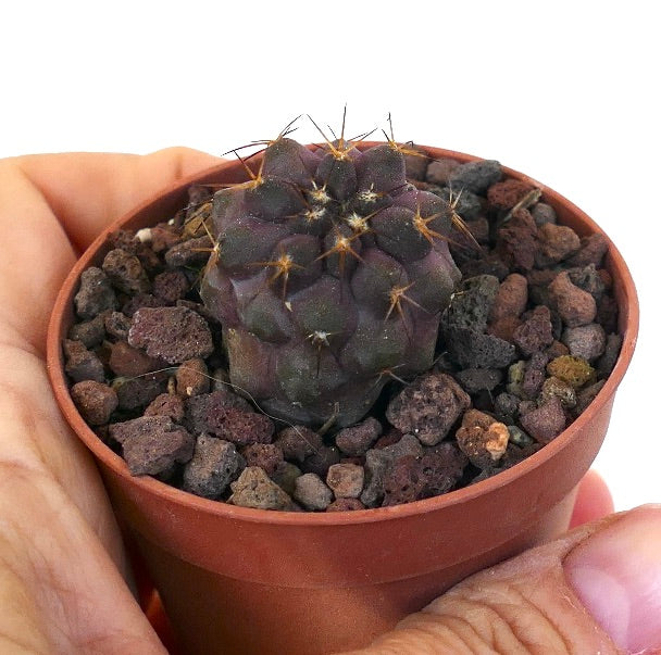 Copiapoa cinerea X griseoviolacea L1