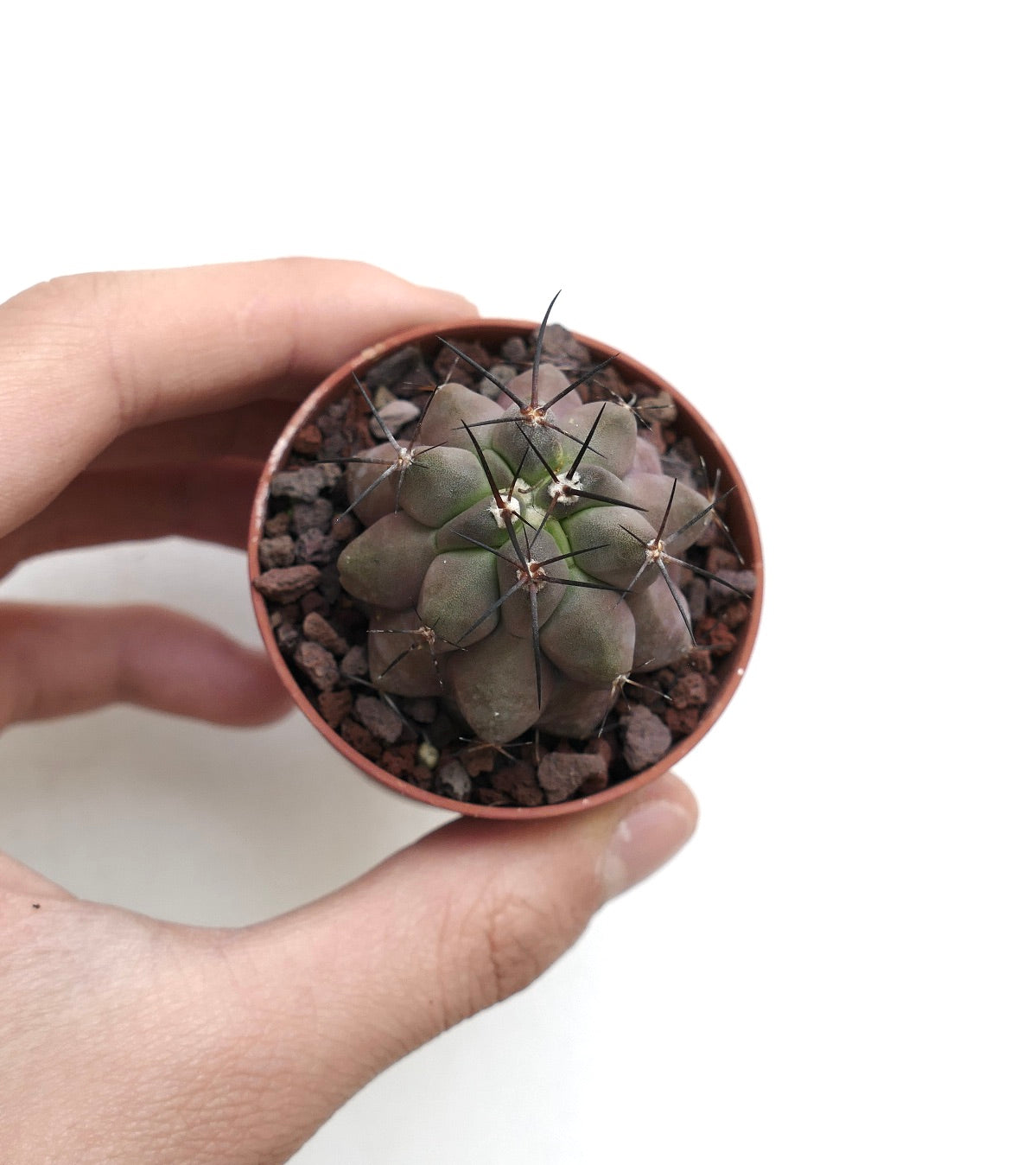 Copiapoa cinerea cv KIKKO x griseoviolacea AV7