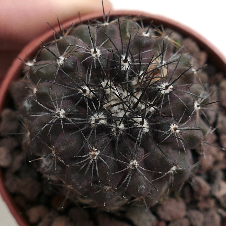 Copiapoa atacamensis 753