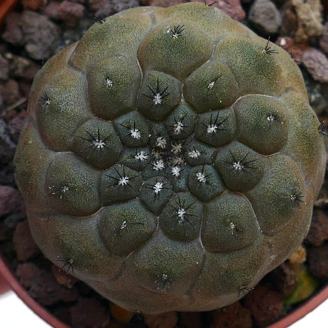 Copiapoa hypogaea 6410