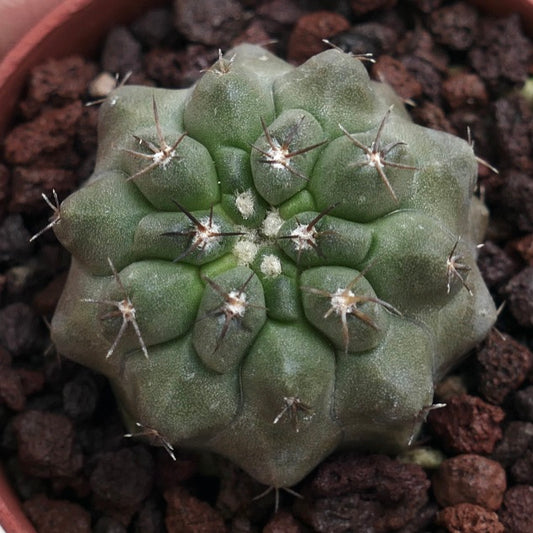 Copiapoa cinerea NUDA x columna-alba JFK2