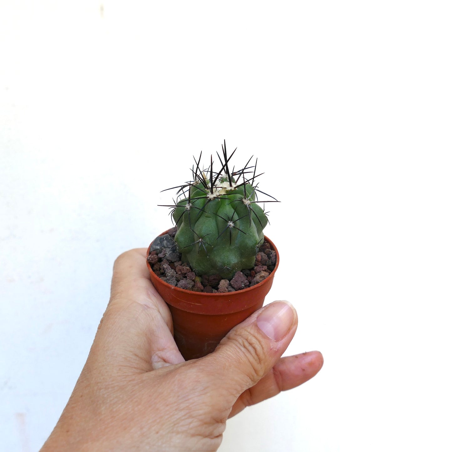 Copiapoa dealbata X hypogaea LAC100