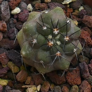 Copiapoa cinerea Q1320