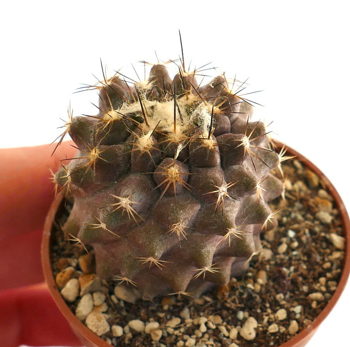 Copiapoa goldii X humilis 873