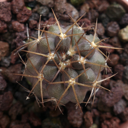 Copiapoa goldii 308