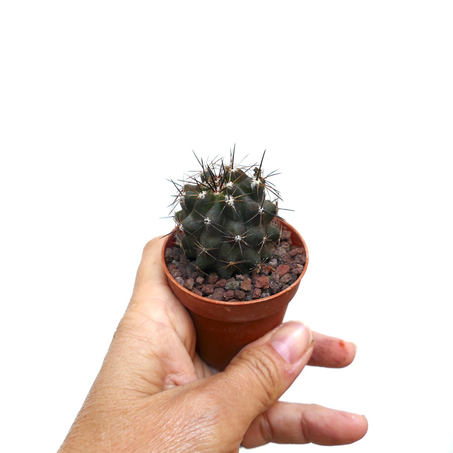 Copiapoa atacamensis X cinerea MM2