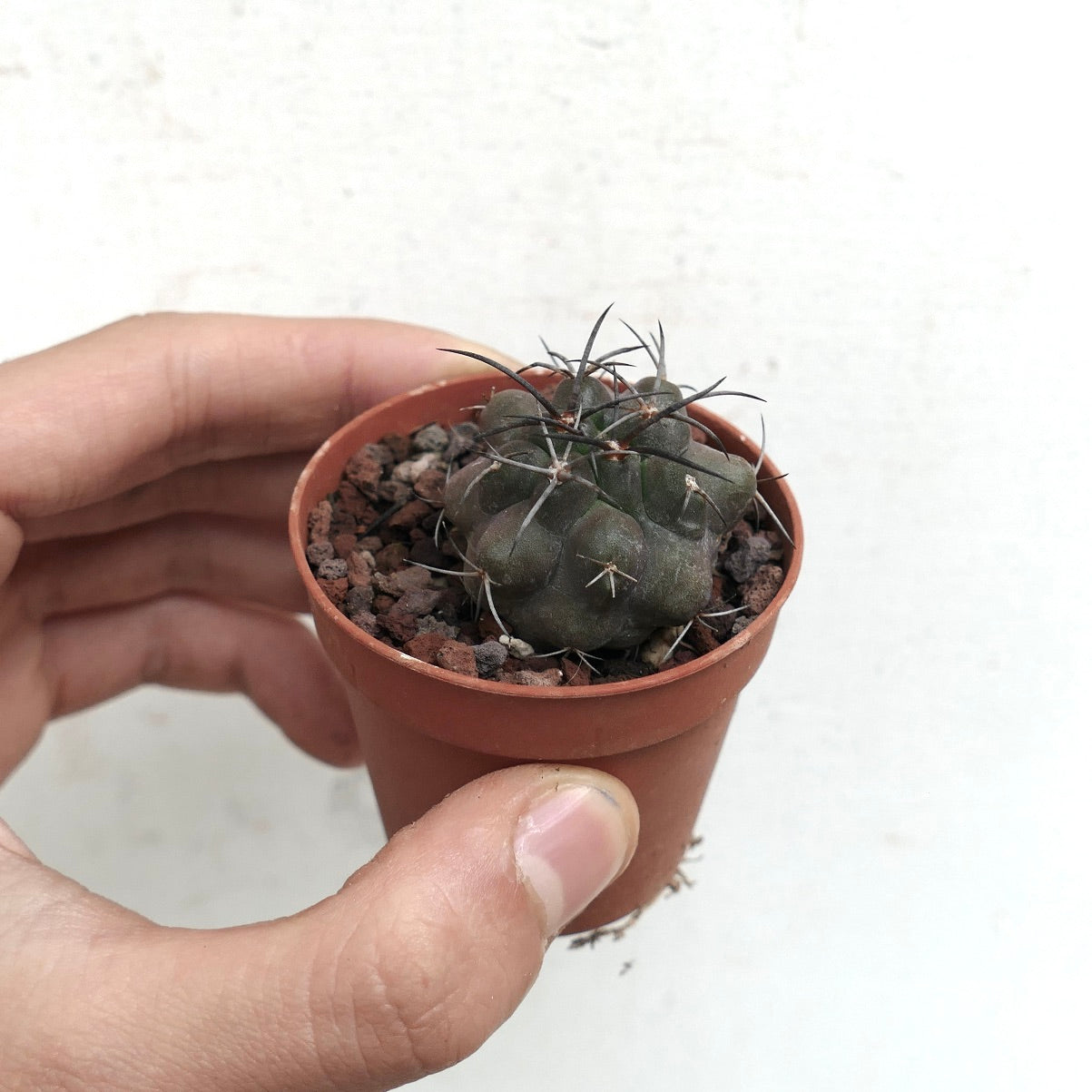 Copiapoa griseoviolacea x cupreata LA9