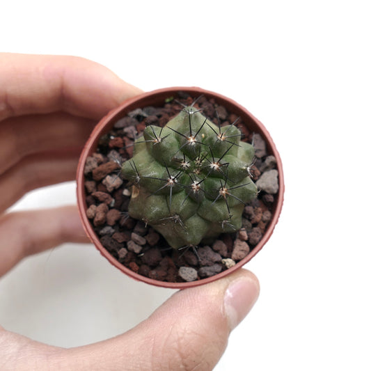 Copiapoa cinerea X atacamensis FIS01