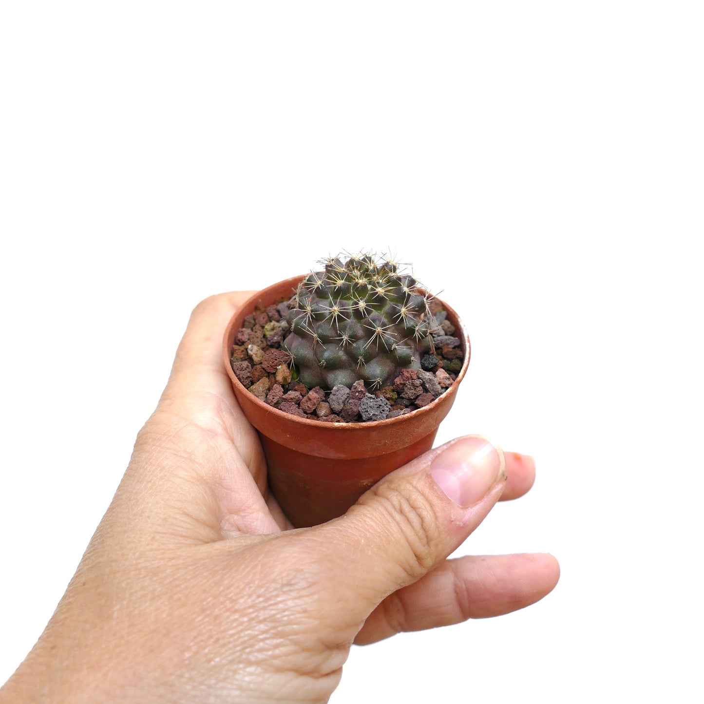 Copiapoa serpentisulcata AM2