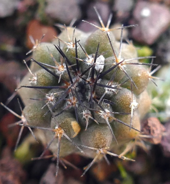 Copiapoa atacamensis 19TP