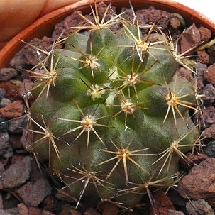 Copiapoa goldii WZ17