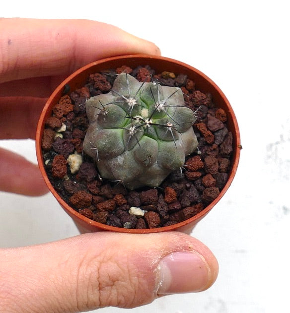 Copiapoa dealbata X cupreata 28M