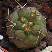 Copiapoa solaris AX2