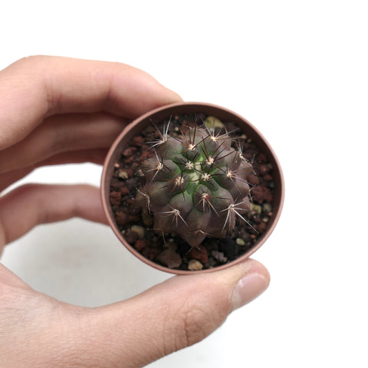 Copiapoa cinerea BROWN SPINES x atacamensis 3K