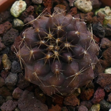 Copiapoa serpentisulcata CUD21