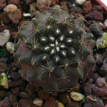 Copiapoa humilis IW6