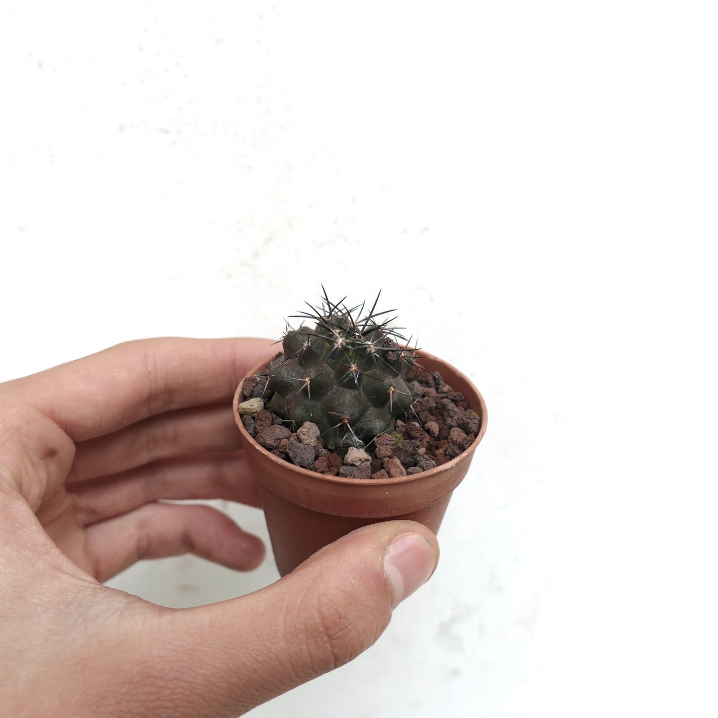 Copiapoa desertorum 21M