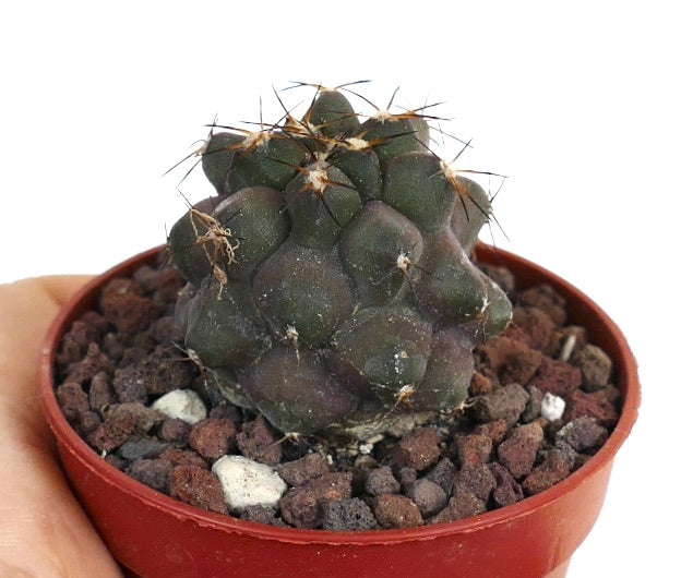 Copiapoa cinerea X goldii BRA