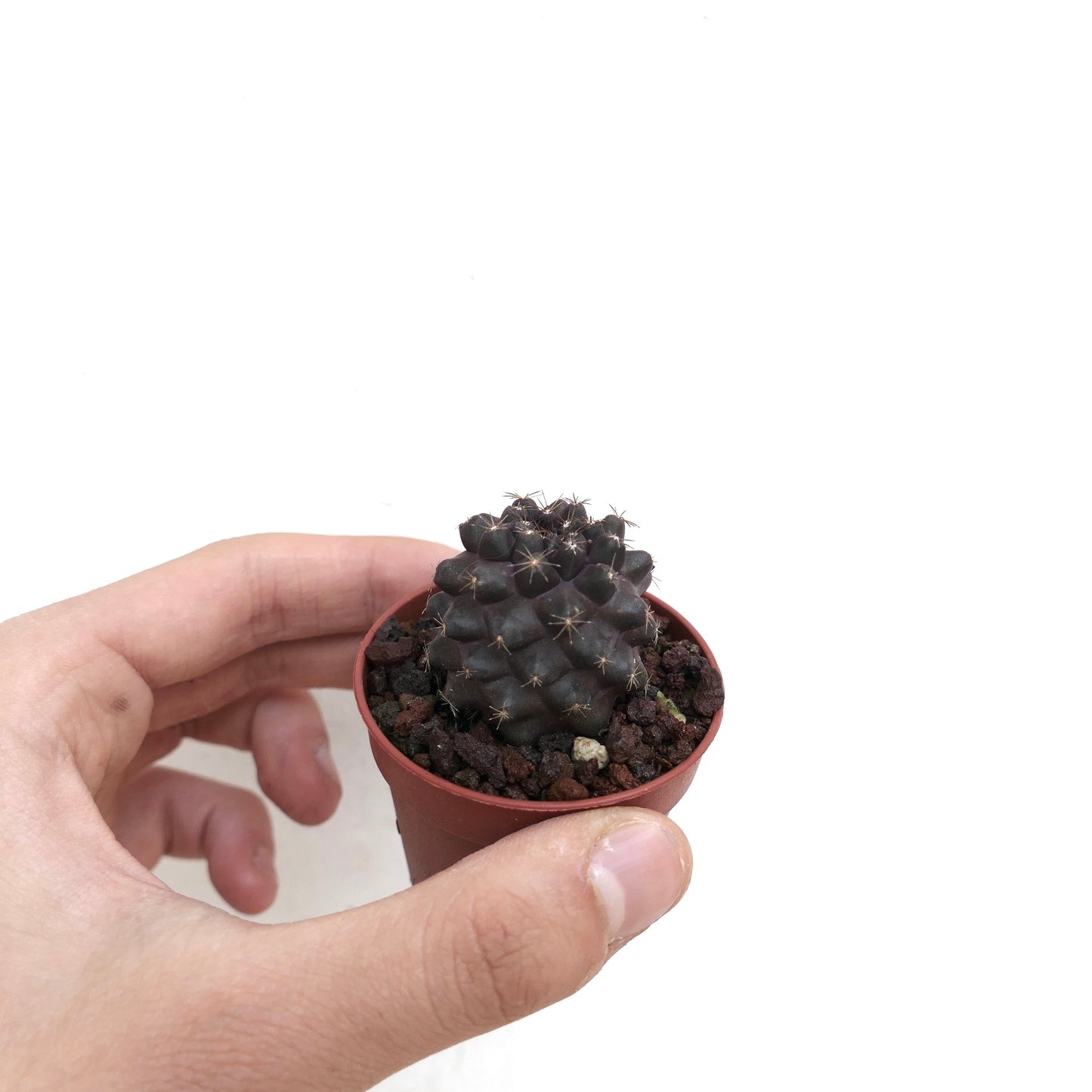 Copiapoa humilis X griseoviolacea AM04