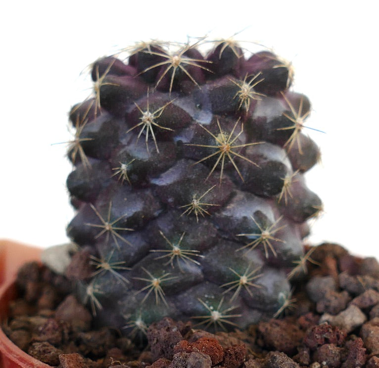 Copiapoa tenuissima 110JJP