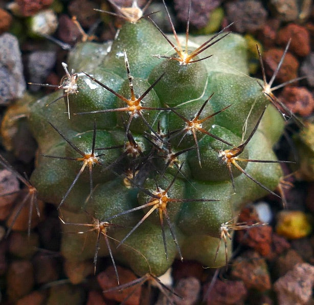 Copiapoa goldii X atacamensis CX21