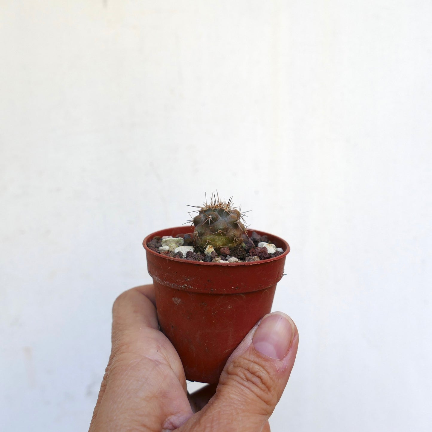 Copiapoa goldii MP3