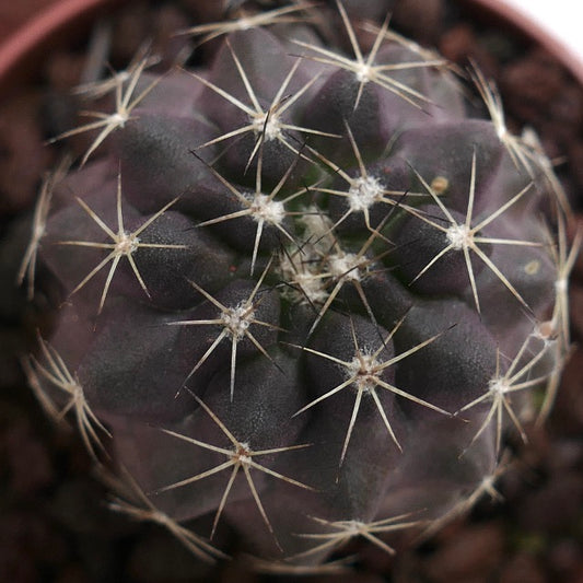 Copiapoa humilis X griseoviolacea HH102