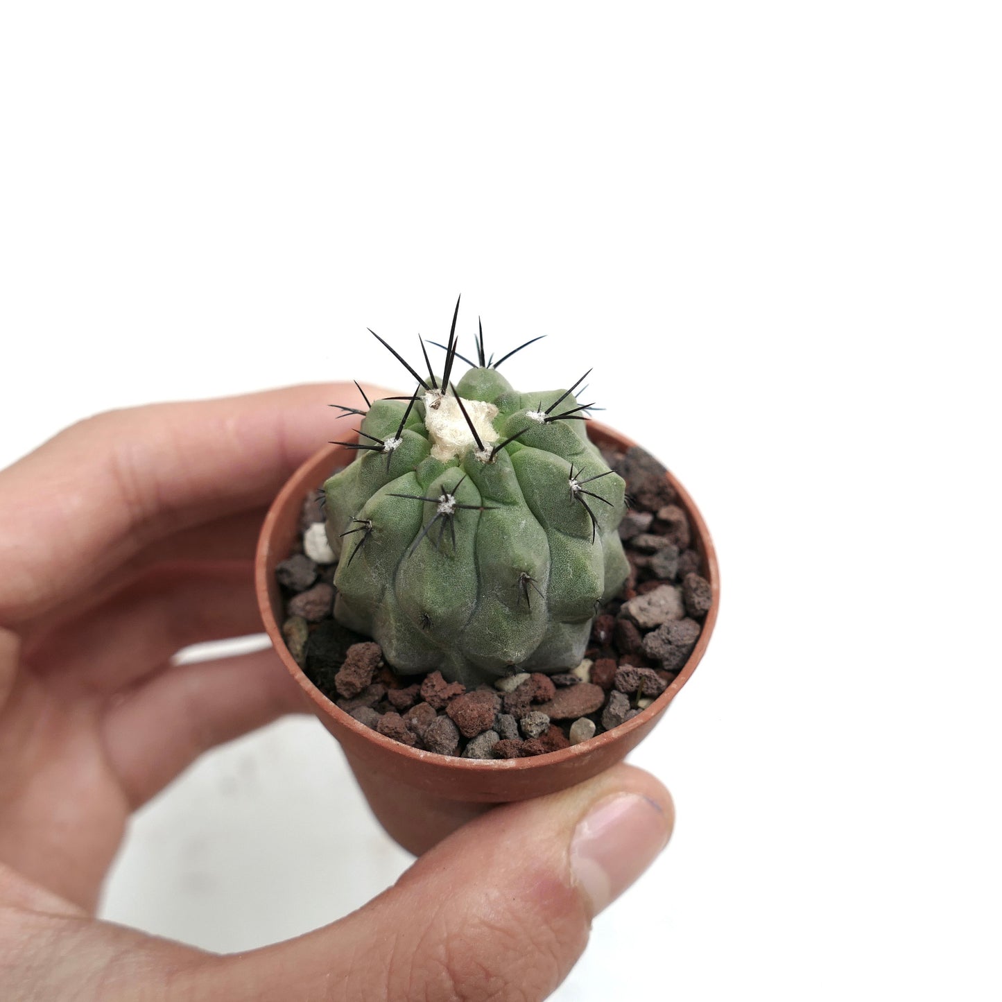 Copiapoa hypogaea X dealbata J50