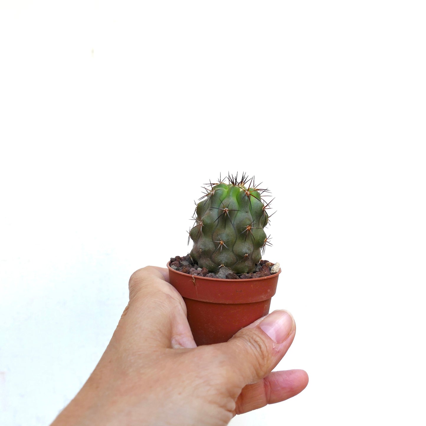 Copiapoa cinerea X bridgesii F3B