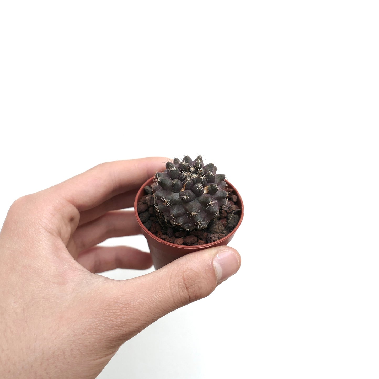 Copiapoa humilis X griseoviolacea C36A