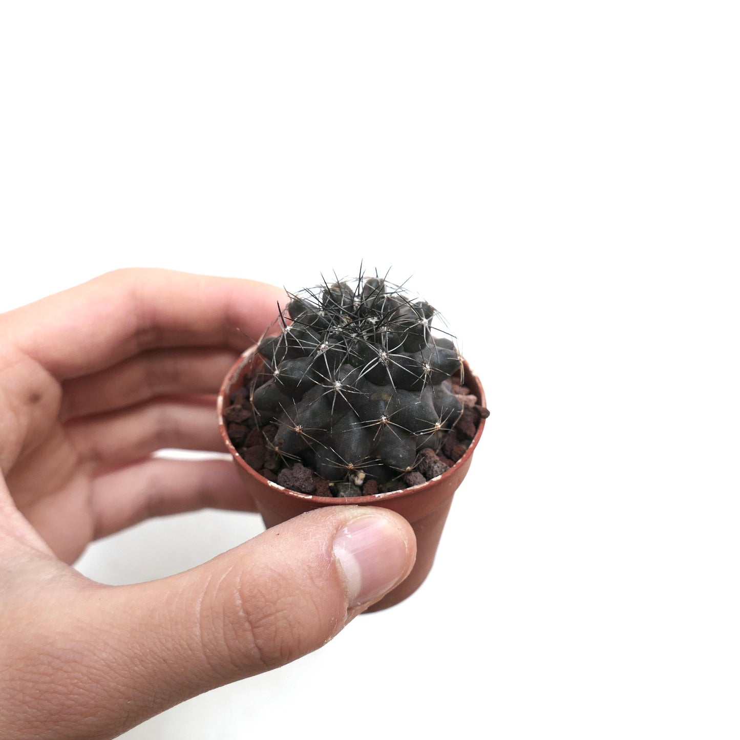 Copiapoa humilis DARK GREY x atacamensis CCLL