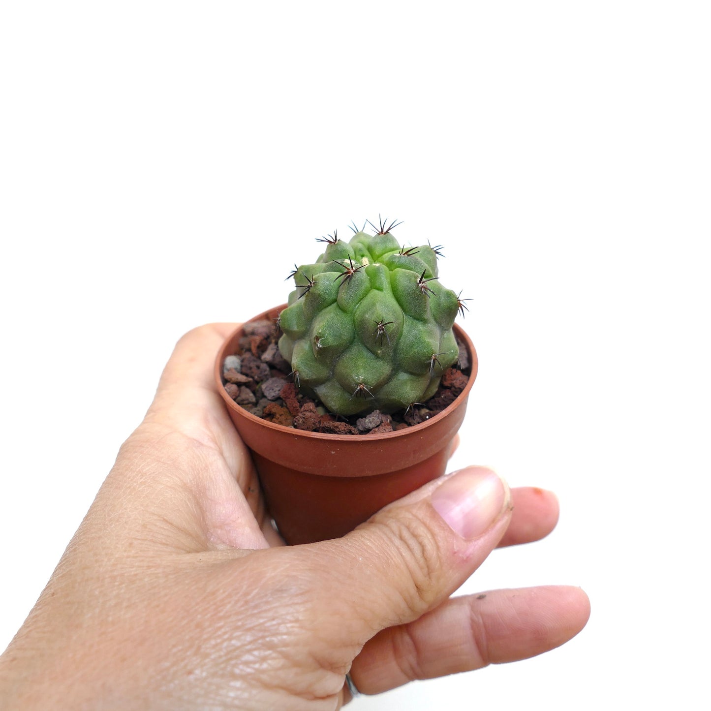 Copiapoa cinerea KIKKO X hypogaea SN4