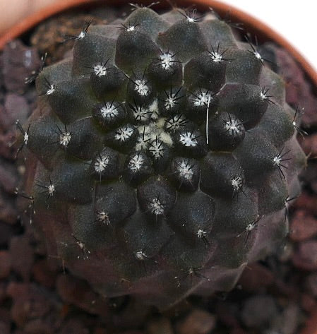 Copiapoa tenuissima C2