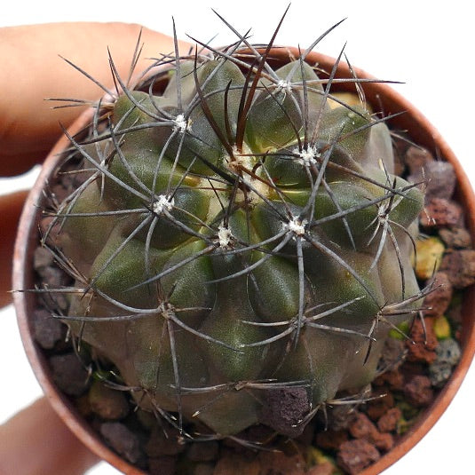 Copiapoa fiedleriana VV101