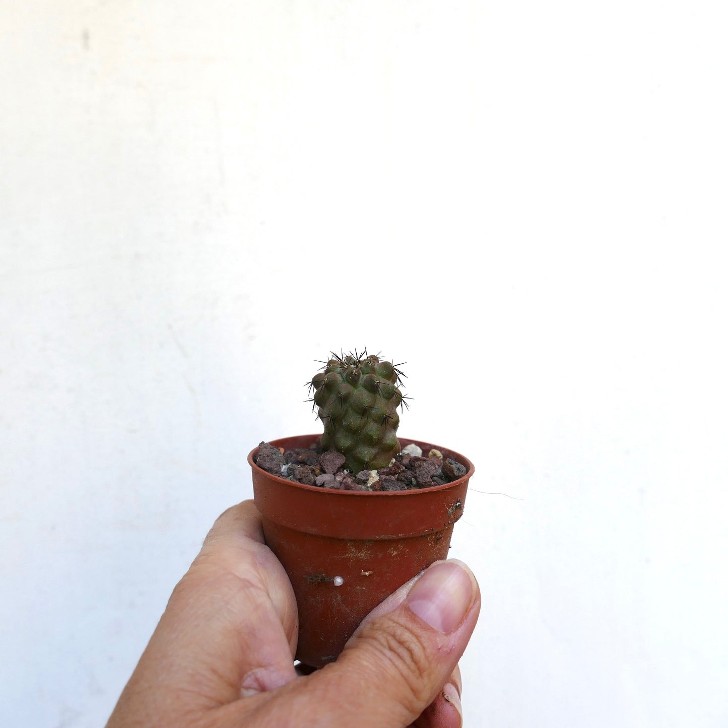 Copiapoa cinerea X tenuissima BF12