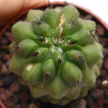 Copiapoa cinerea KIKKO NUDA X hypogaea II6